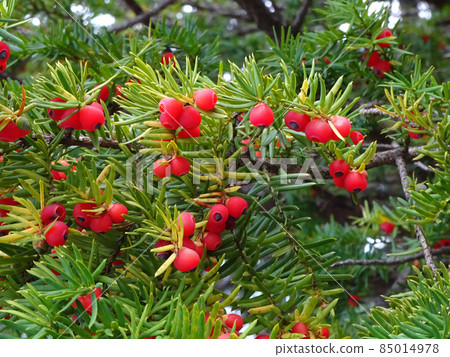 Yew fruit Onco fruit Yew tree Onco tree 85014978