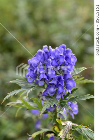 Torikabuto flowers 85015151
