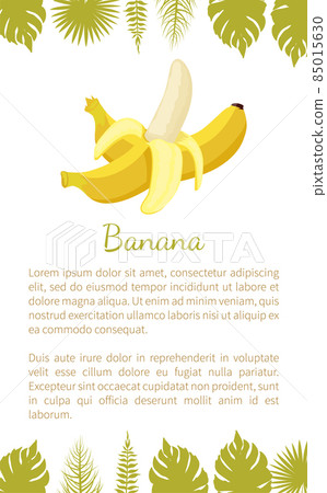 Banana Exotic Juicy Ripe Yellow Fruit Vector Poster Banana Exotic Juicy Ripe Yellow Fruit Vector Poster 85015630