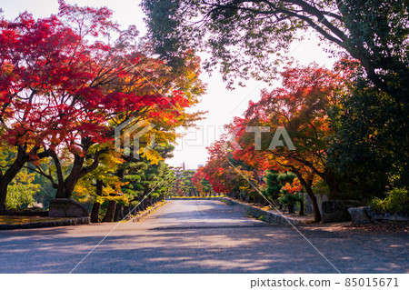 Autumn Mori Garden [Hofu City, Yamaguchi Prefecture] 85015671