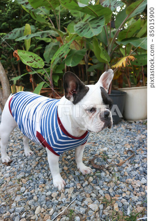 french bulldog, unaware French bulldog french bulldog, unaware French bulldog 85015900