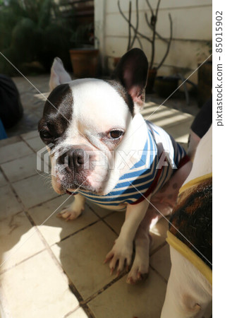 french bulldog, unaware French bulldog french bulldog, unaware French bulldog 85015902