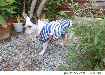 french bulldog, unaware French bulldog 85015905
