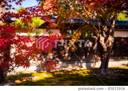 秋天的森庭園[山口縣防府市] 85015916