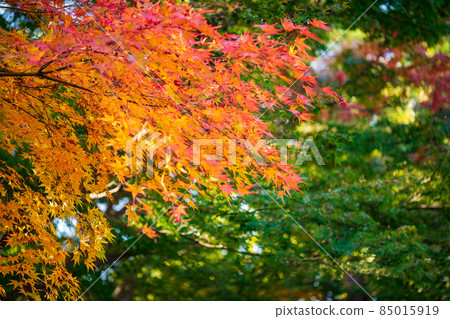 秋天的森庭園[山口縣防府市] 85015919