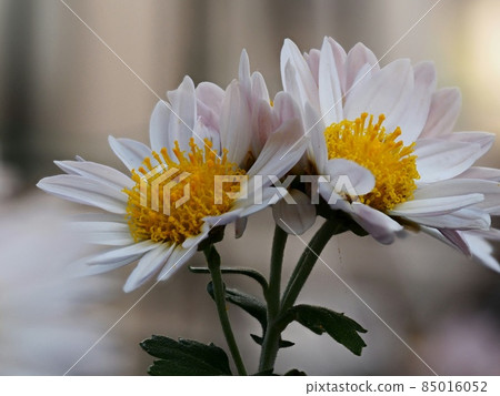 Kikumi's flower Kikumi's flower 85016052