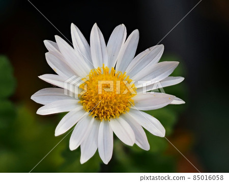 Kikumi的花 85016058