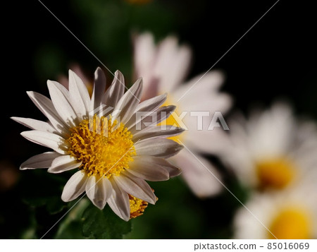 Kikumi的花 85016069