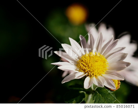 Kikumi的花 85016071