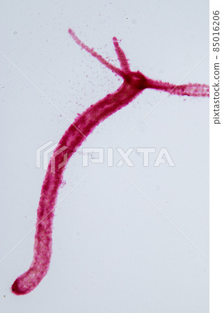 Hydra is a genus of small, fresh-water animals of the phylum Cnidaria and class Hydrozoa under the microscope for education. 85016206