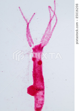 Hydra is a genus of small, fresh-water animals of the phylum Cnidaria and class Hydrozoa under the microscope for education. 85016208