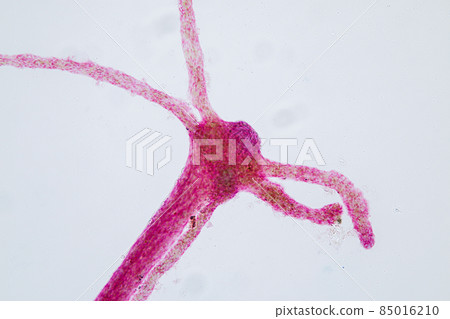 Hydra is a genus of small, fresh-water animals of the phylum Cnidaria and class Hydrozoa under the microscope for education. 85016210