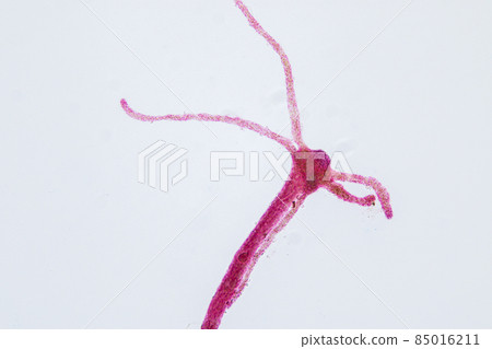 Hydra is a genus of small, fresh-water animals of the phylum Cnidaria and class Hydrozoa under the microscope for education. 85016211