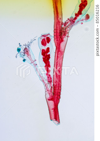 Hydra is a genus of small, fresh-water animals of the phylum Cnidaria and class Hydrozoa under the microscope for education. 85016216