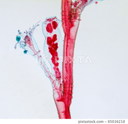Hydra is a genus of small, fresh-water animals of the phylum Cnidaria and class Hydrozoa under the microscope for education. 85016218