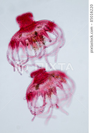 Hydra is a genus of small, fresh-water animals of the phylum Cnidaria and class Hydrozoa under the microscope for education. Hydra is a genus of small, fresh-water animals of the phylum Cnidaria and class Hydrozoa under the microscope for education. 85016220