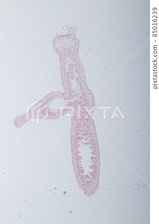 Hydra is a genus of small, fresh-water animals of the phylum Cnidaria and class Hydrozoa under the microscope for education. 85016239