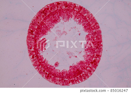Hydra is a genus of small, fresh-water animals of the phylum Cnidaria and class Hydrozoa under the microscope for education. Hydra is a genus of small, fresh-water animals of the phylum Cnidaria and class Hydrozoa under the microscope for education. 85016247