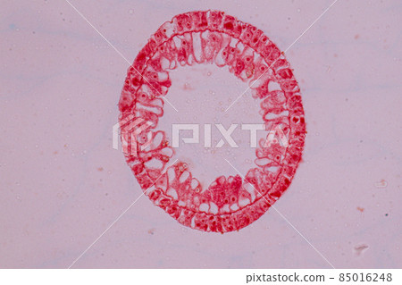 Hydra is a genus of small, fresh-water animals of the phylum Cnidaria and class Hydrozoa under the microscope for education. 85016248