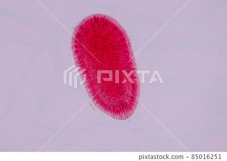 Hydra is a genus of small, fresh-water animals of the phylum Cnidaria and class Hydrozoa under the microscope for education. 85016251