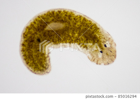 Planarian parasite (flatworm) under microscope view. 85016294