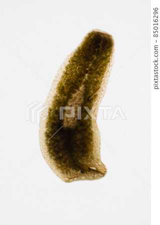 Planarian parasite (flatworm) under microscope view. 85016296
