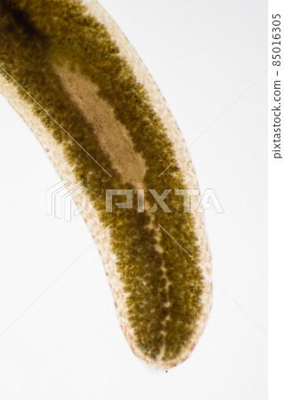 Planarian parasite (flatworm) under microscope view. Planarian parasite (flatworm) under microscope view. 85016305