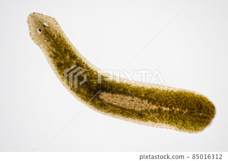 Planarian parasite (flatworm) under microscope view. Planarian parasite (flatworm) under microscope view. 85016312