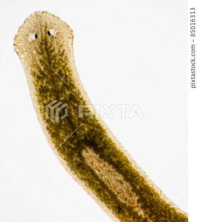 Planarian parasite (flatworm) under microscope view. Planarian parasite (flatworm) under microscope view. 85016313