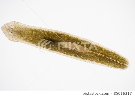 Planarian parasite (flatworm) under microscope view. 85016317
