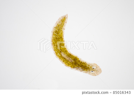 Planarian parasite (flatworm) under microscope view. Planarian parasite (flatworm) under microscope view. 85016343