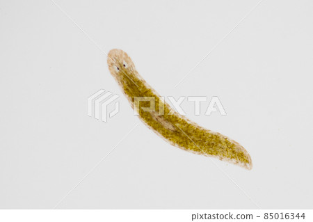Planarian parasite (flatworm) under microscope view. Planarian parasite (flatworm) under microscope view. 85016344