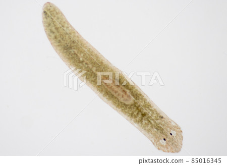 Planarian parasite (flatworm) under microscope view. Planarian parasite (flatworm) under microscope view. 85016345