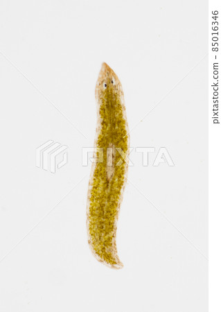 Planarian parasite (flatworm) under microscope view. Planarian parasite (flatworm) under microscope view. 85016346