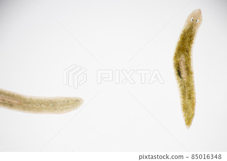 Planarian parasite (flatworm) under microscope view. Planarian parasite (flatworm) under microscope view. 85016348