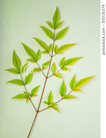 Southern leaves 01 Southern leaves 01 85016374