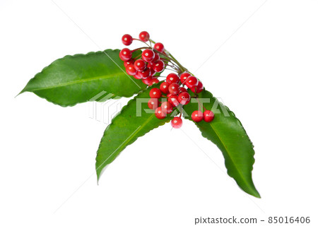 紅果蔓越莓01 85016406