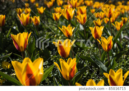 Yellow orange blooming Tulip (Tulipa Lilieae) flowers Yellow orange blooming Tulip (Tulipa Lilieae) flowers 85016715