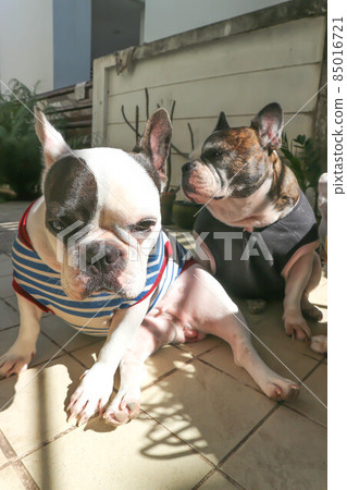 french bulldog, unaware French bulldog 85016721