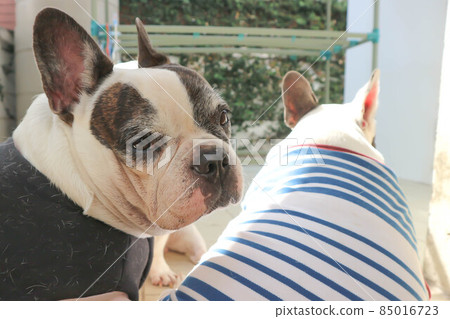 french bulldog, unaware French bulldog french bulldog, unaware French bulldog 85016723
