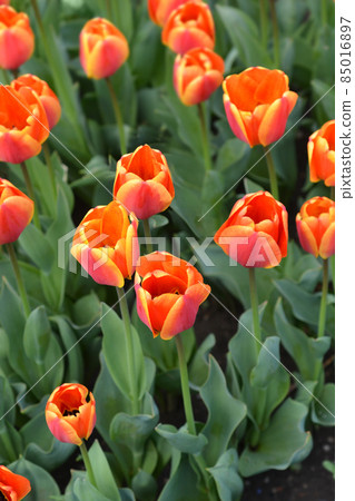 Tulip Apeldorns Elite Tulip Apeldorns Elite 85016897