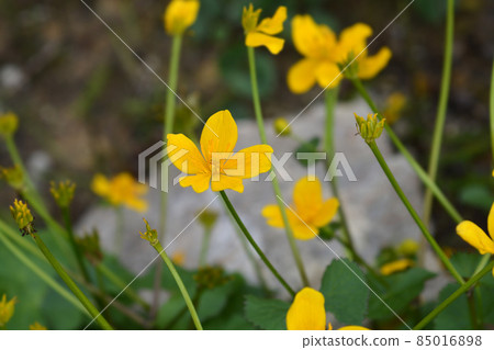 Marsh Marigold 85016898