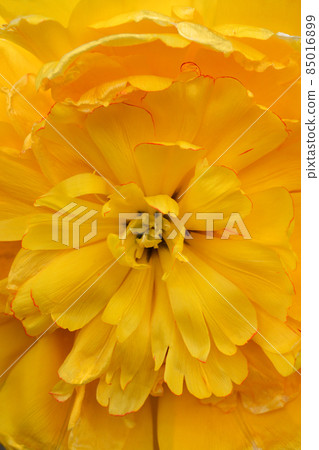 Tulip Yellow Pomponette 85016899
