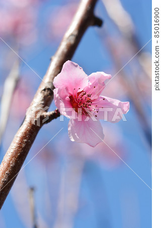 Peach tree Fayette Peach tree Fayette 85016900