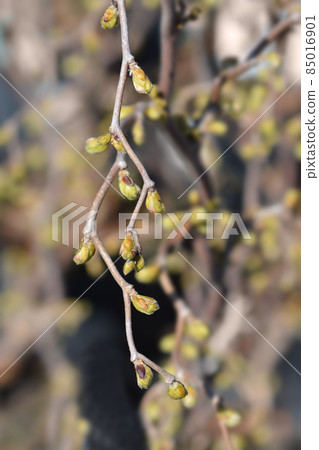 Corkscrew hazel Twister Corkscrew hazel Twister 85016901