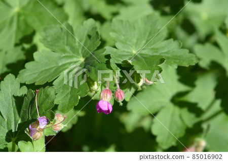 Rock cranesbill Rock cranesbill 85016902