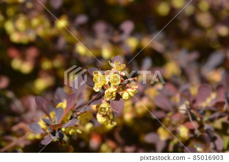 Purple Japanese barberry Purple Japanese barberry 85016903