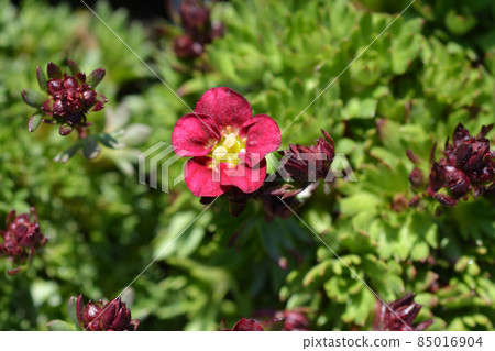 Saxifrage Peter Pan Saxifrage Peter Pan 85016904