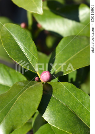 Lemon flower Lemon flower 85016905