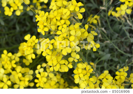 Croatian endemic plant Croatian endemic plant 85016906